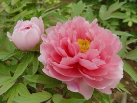 Paeonia x suffruticosa