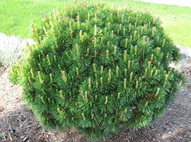 Pinus mugo ´Mughus´