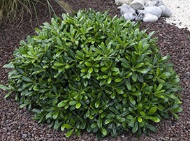 Pittosporum tobira ´Nana´
