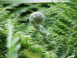 Polystichum sp.