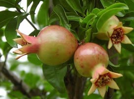 Punica granatum