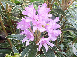 Rhododendron ponticum ´Variegata´