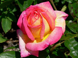 Rosa sp.