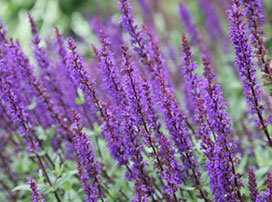 Salvia nemorosa ´Cardanna´