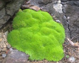 Scleranthus uniflorus