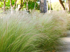 Stipa tenuissima ´Pony Tails´