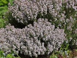 Thymus vulgaris ´Compactum’