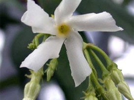 Trachelospermum jasminoides