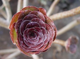 Aeonium