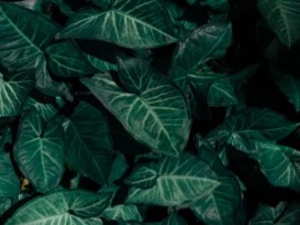 Alocasia