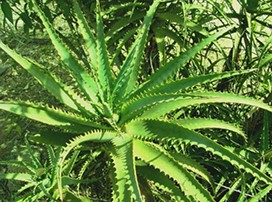 Aloe