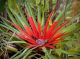 Bromelia balansae