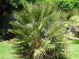 Chamaerops humilis