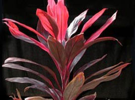 Cordyline