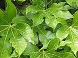 Fatsia japónica