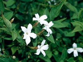 Jasminum officinale