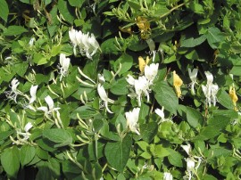 Lonicera japonica