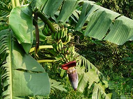 Musa paradisíaca