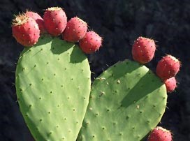 Opuntia