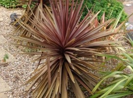 Phormium tenax