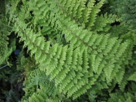 Polystichum setiferum