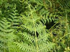 Pteridium aquilinum