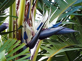Strelitzia augusta