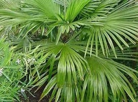 Trachycarpus fortunei