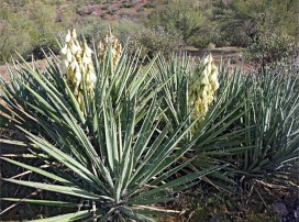 Yucca