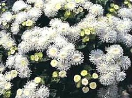 Ageratum houstonianum