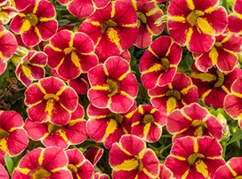 Calibrachoa