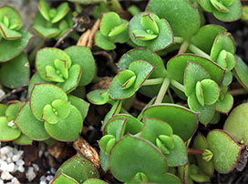 Crassula pelucida