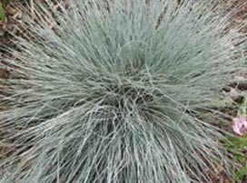 Festuca glauca