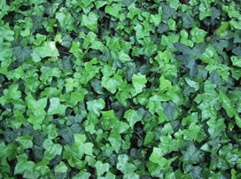 Hedera hélix