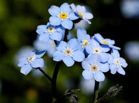 Myosotis