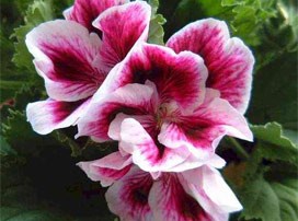 Pelargonium