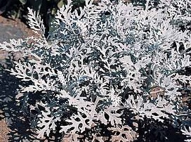 Senecio cineraria
