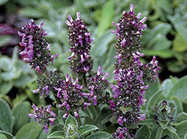 Stachys byzantina