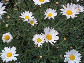 Argyranthemum