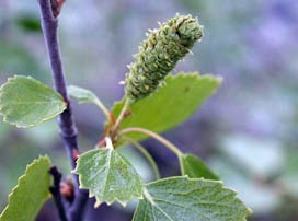 Betula pubescens