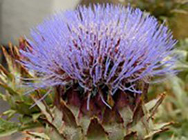 Cynara cardunculus