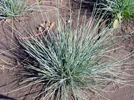 Festuca ovina