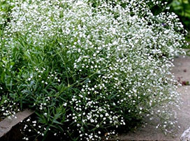 Gypsophila paniculata