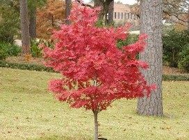 Acer palmatum ‘Atropurpureum'