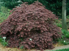 Acer palmatum 'Dissectum Atropurpureum'