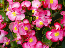 Begonia semperflorens