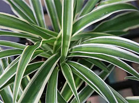 Chlorophytum comosum