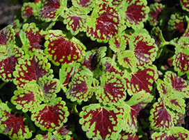 Coleus