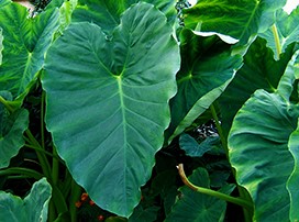 Colocasia esculenta