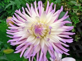Dahlia